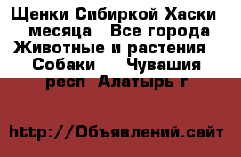 Щенки Сибиркой Хаски 2 месяца - Все города Животные и растения » Собаки   . Чувашия респ.,Алатырь г.